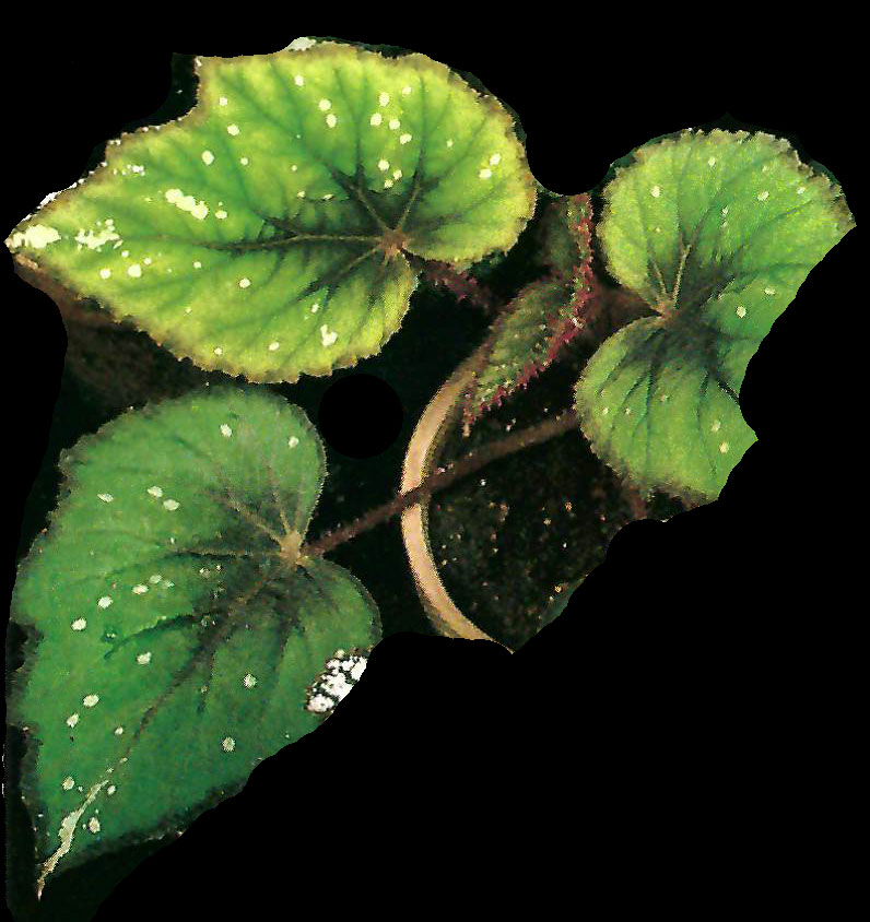 B. Uguisu